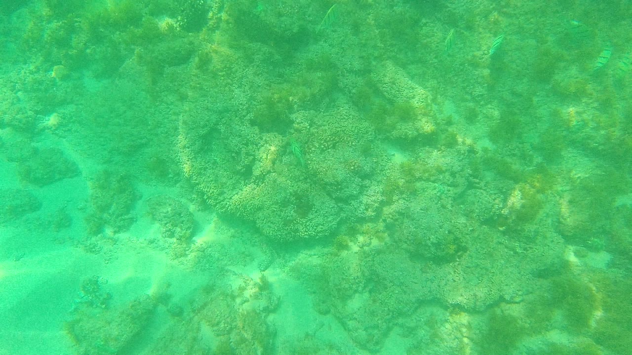 Mid-clip Palmilla Los Cabos underwater view with a bright sand channel between coral rocks, soft surface light, and no visible people.