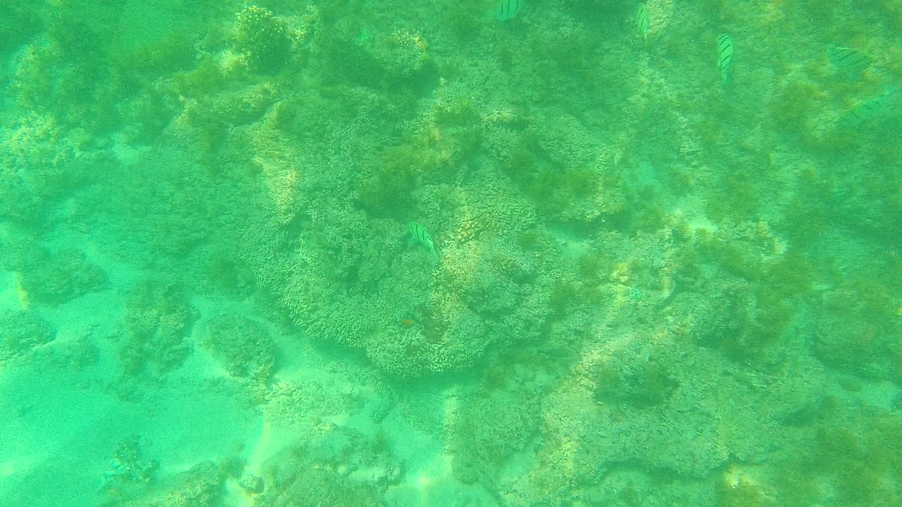 Palmilla Los Cabos coral reef scene with dense rock texture across the upper frame, sandy seabed below, and no visible people.