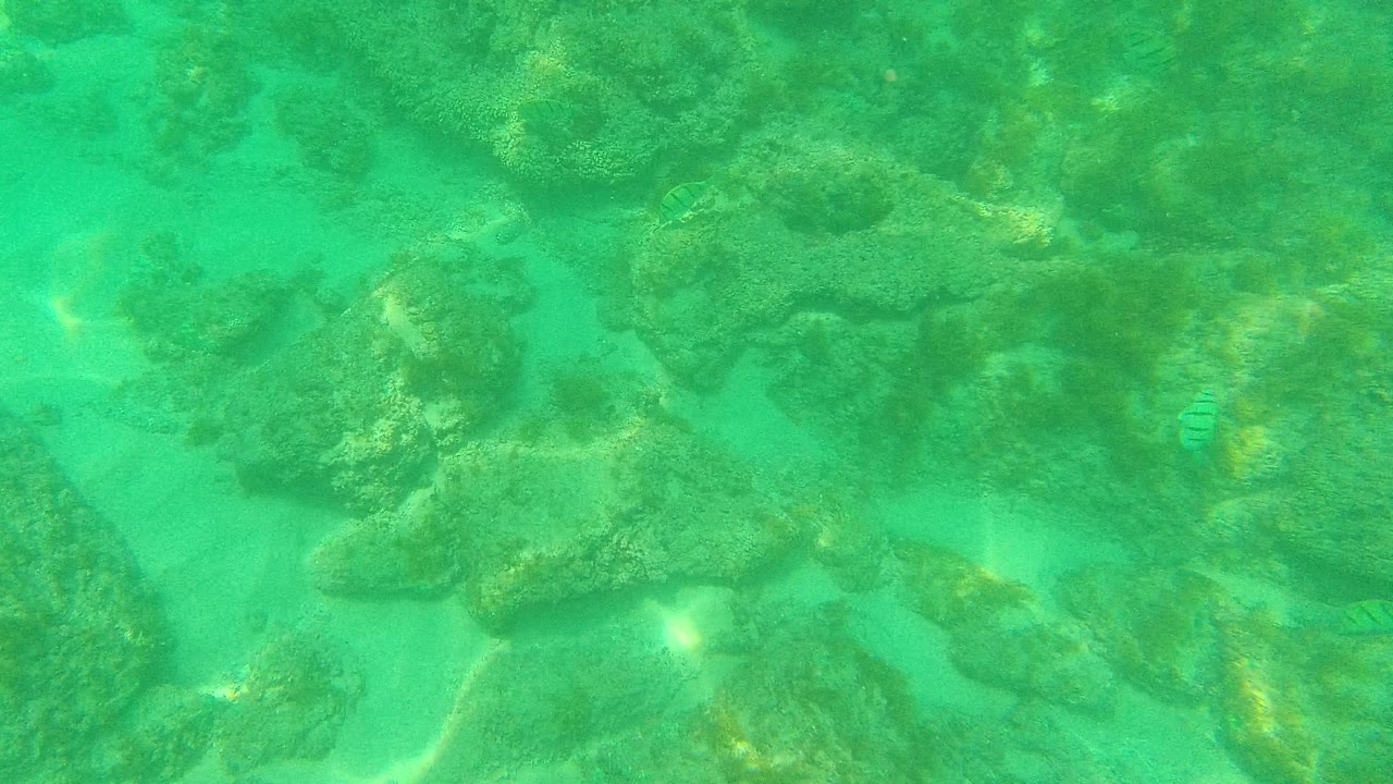 At 0:01, the seabed fills the frame with clustered rocks, pale sandy openings, green water, and no visible people in Palmilla Los Cabos, Mexico.