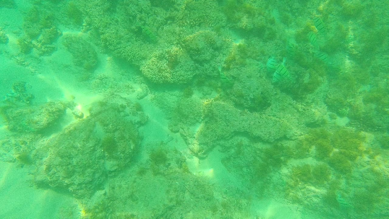 Clear green underwater view in Palmilla Los Cabos showing coral rocks, sandy seabed patches, ripple light, and no visible people at the start of the clip.