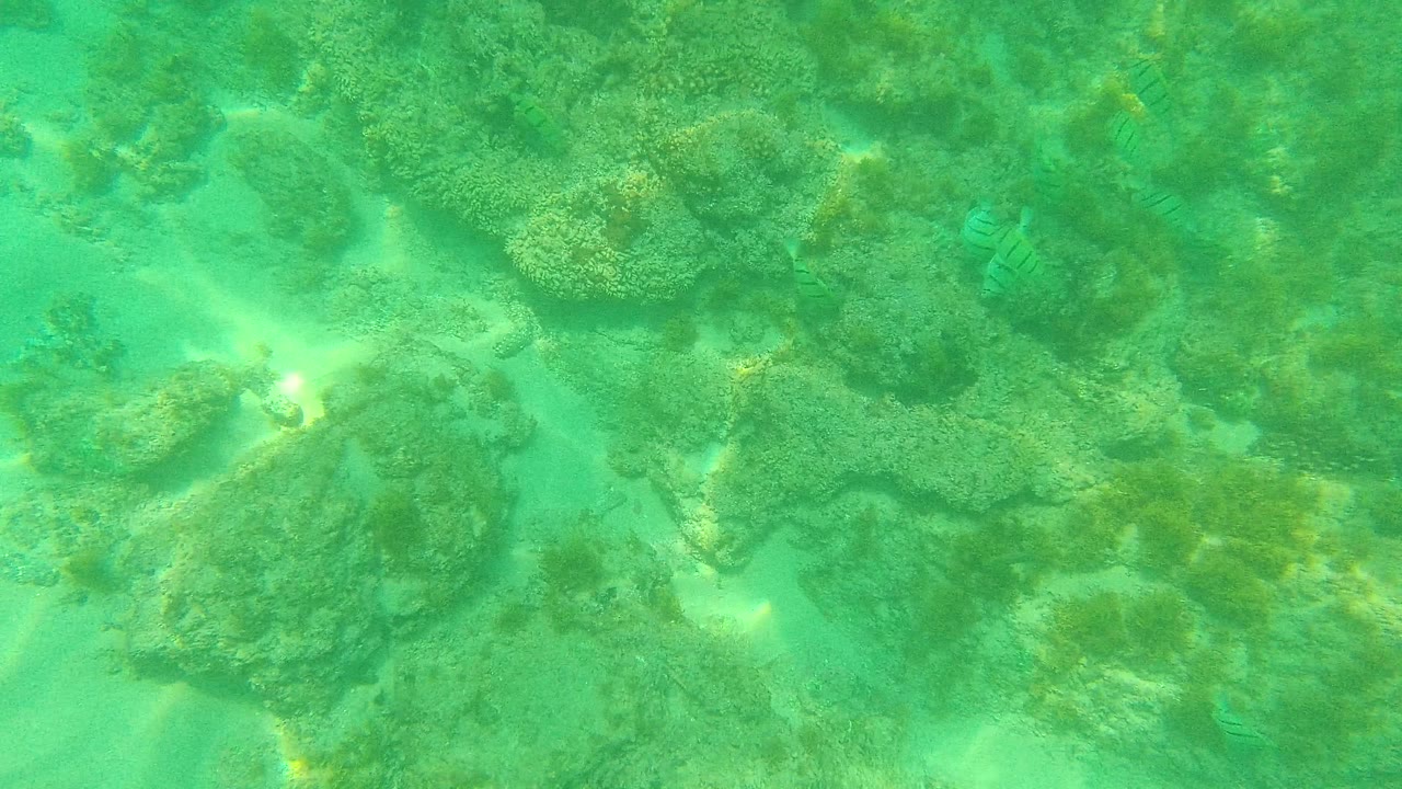 Palmilla Los Cabos underwater frame with coral formations, pale sand gaps, small striped fish near the lower edge, and no visible people.