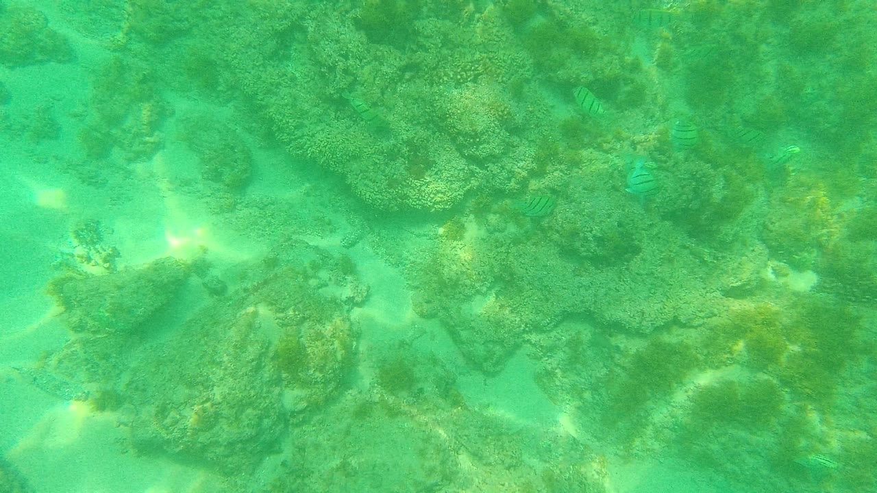 Clear green water over Palmilla Los Cabos coral rocks with sandy openings, a small striped fish near the right edge, and no visible people.