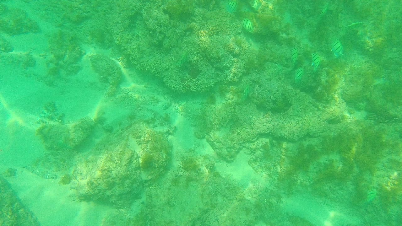 Rocky coral seabed seen through green water with pale sand between formations.