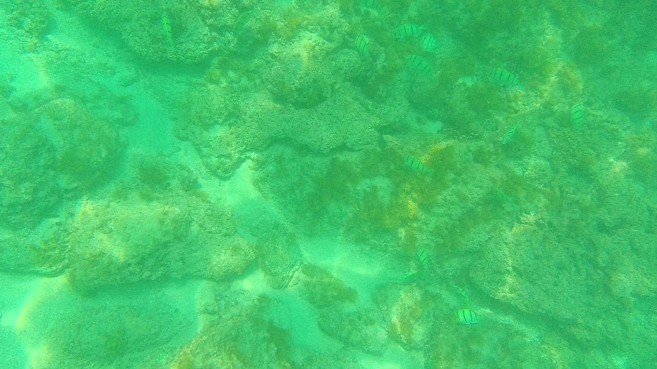 Shallow turquoise water over coral reef with small striped fish.