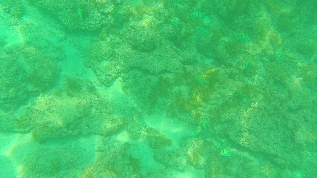 At 0:01 in Palmilla Los Cabos, coral rocks and pale sand channels fill the underwater frame, with faint striped fish shapes near the reef and no visible people.
