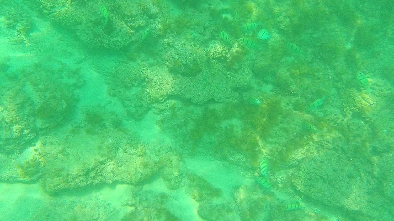 At 0:02 in Palmilla Los Cabos, small striped fish appear beside uneven coral formations over a sandy bottom, with filtered light and no visible people.