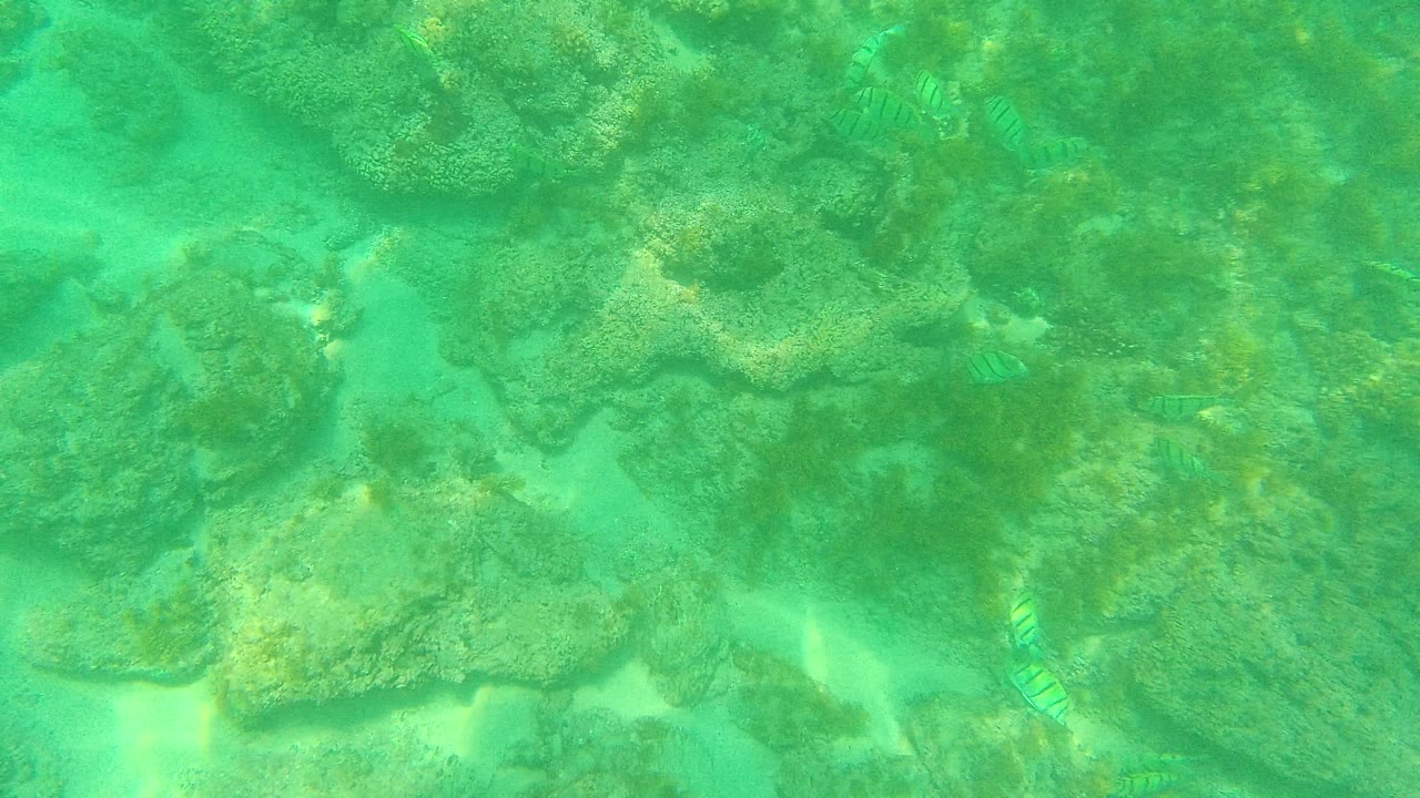 At 0:03 in Palmilla Los Cabos, the underwater view shows textured reef, pale sand, and dappled turquoise light, with small fish partly blended into the rocks and no visible people.