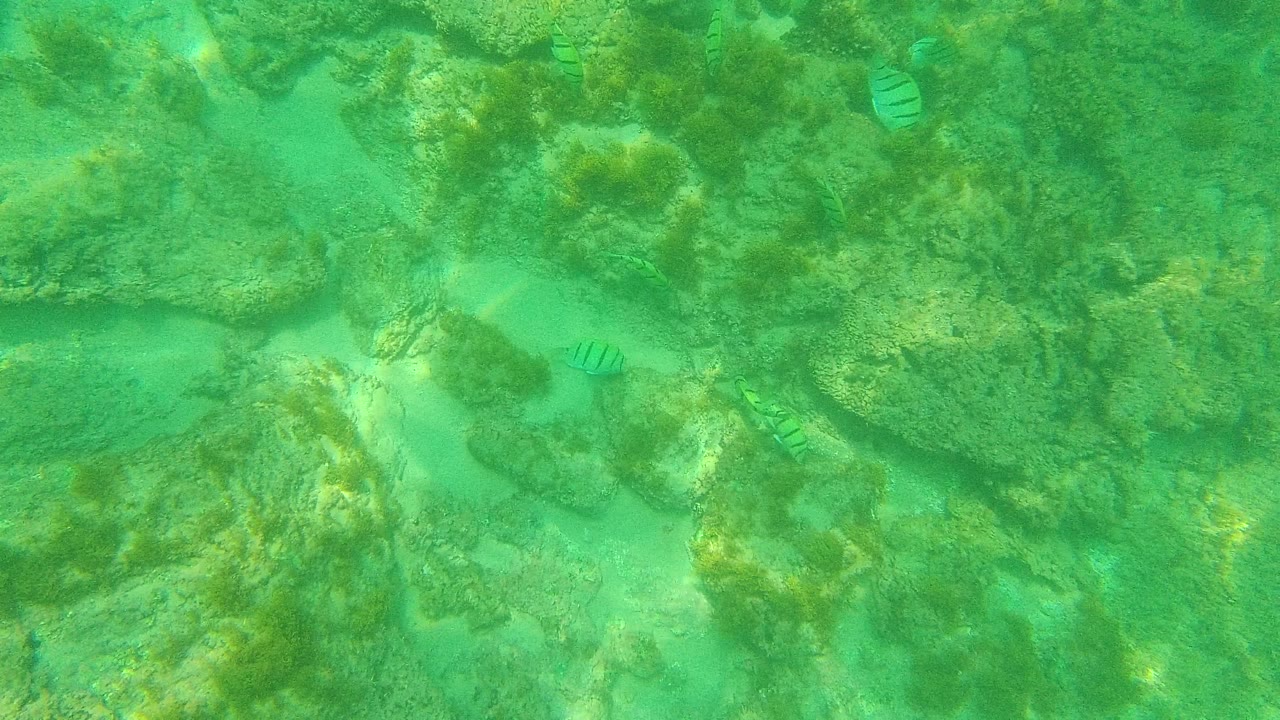At 0:00 in Palmilla Los Cabos, small striped fish are visible near the upper and lower parts of a green-tinted rocky seabed, with no visible people.