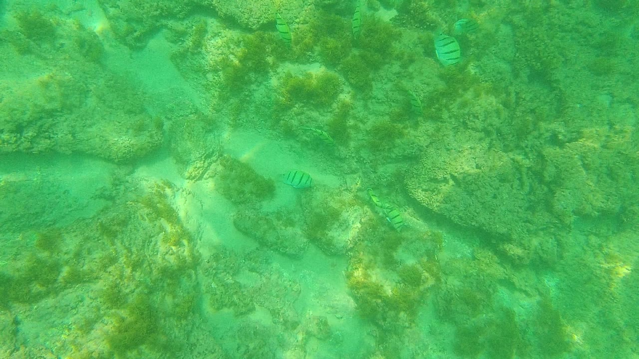 At 0:01 in Palmilla Los Cabos, small striped fish appear around the rocks while pale sandy openings break up the green underwater seabed, with no visible people.