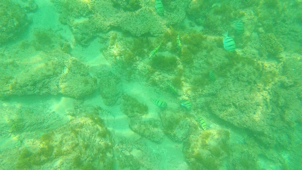 At 0:02 in Palmilla Los Cabos, the view holds on rough underwater rocks and green water, with a small striped fish near the upper right area and no visible people.