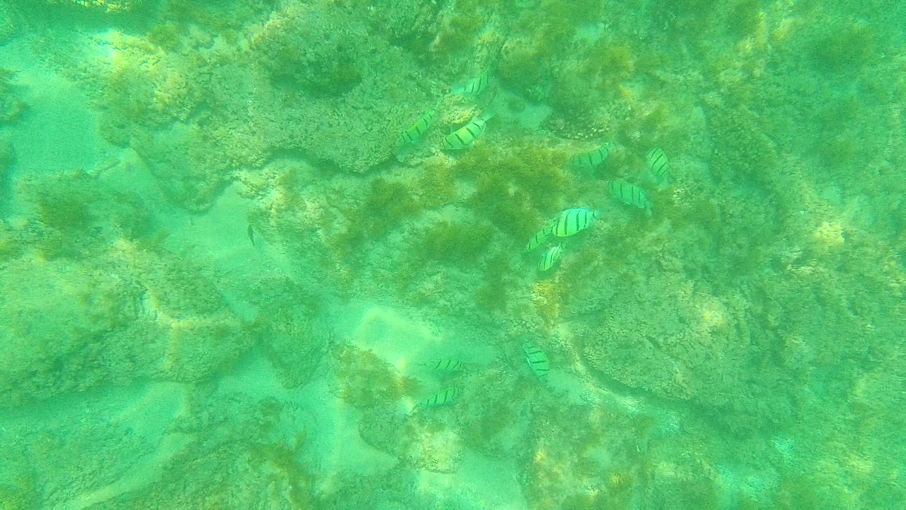 Small striped fish over a rocky green underwater seabed.