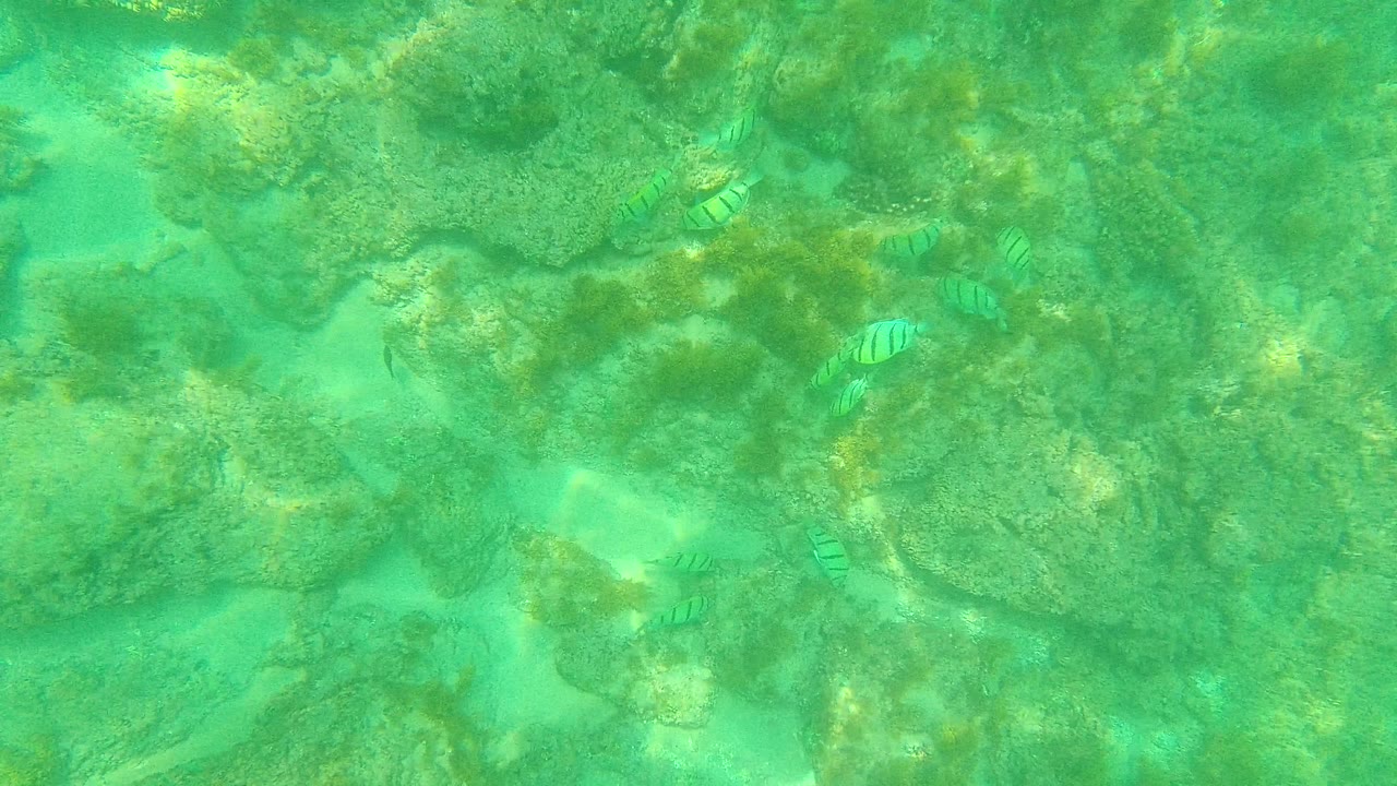 Striped fish move through clear green water above uneven rocks and lighter sand pockets in the Palmilla Los Cabos underwater scene, with no visible people.