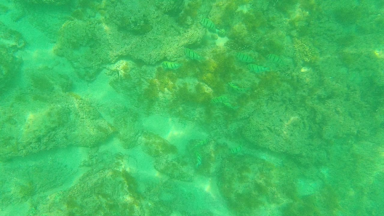 The view looks down onto a rocky seabed in green water at Palmilla Los Cabos, with several small striped fish dispersed near the rocks and no visible people.