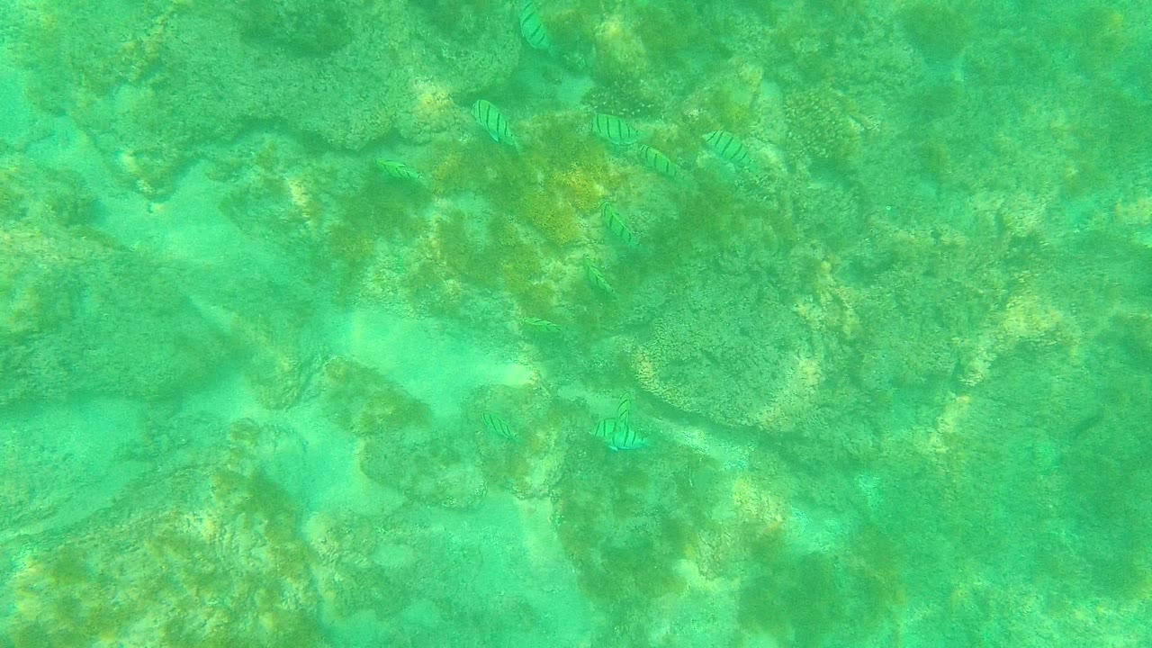 A broad patch of green underwater rocks fills the Palmilla Los Cabos frame while a few striped fish remain visible near the reef-like seabed, with no visible people.