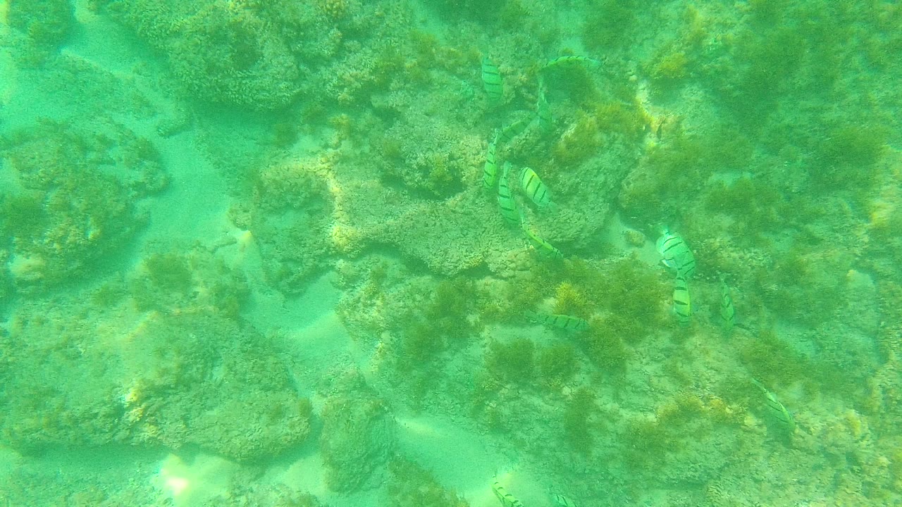 Small striped fish over green underwater rocks and sand
