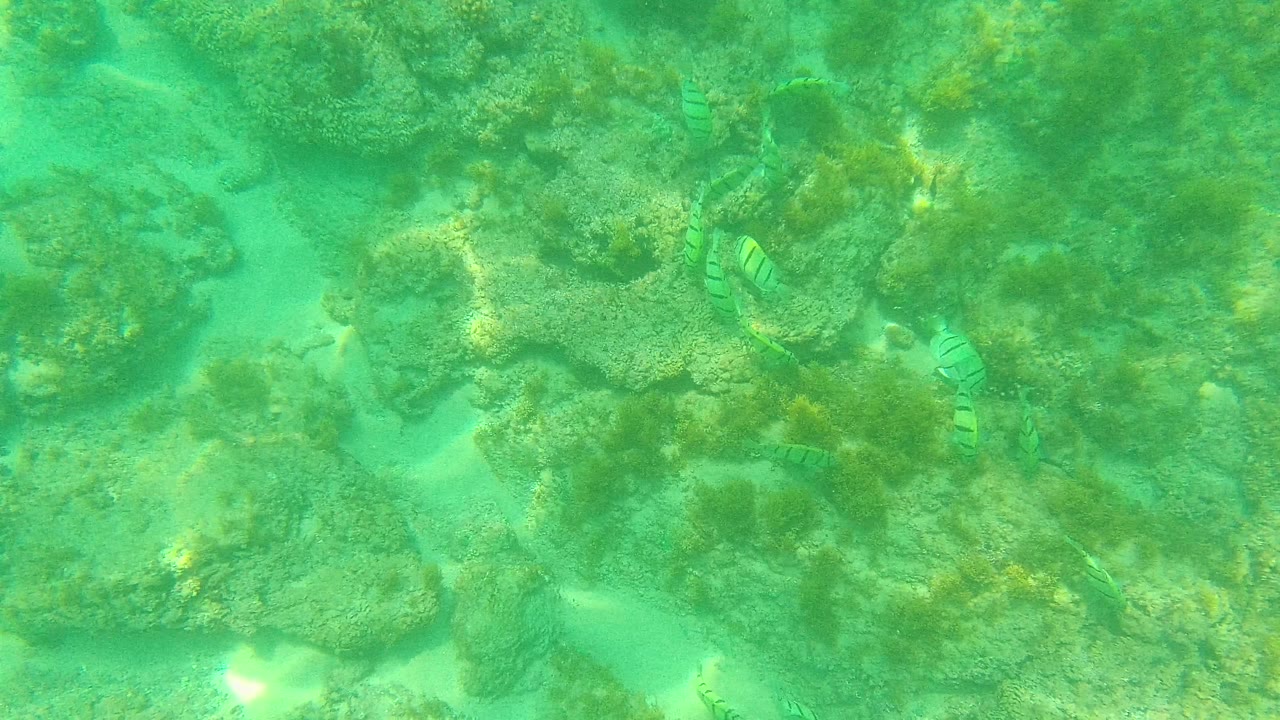At 0:01 in Palmilla Los Cabos, a striped fish sits near the left-center rocks while the green water reveals uneven seabed texture and sandy gaps, with no visible people.
