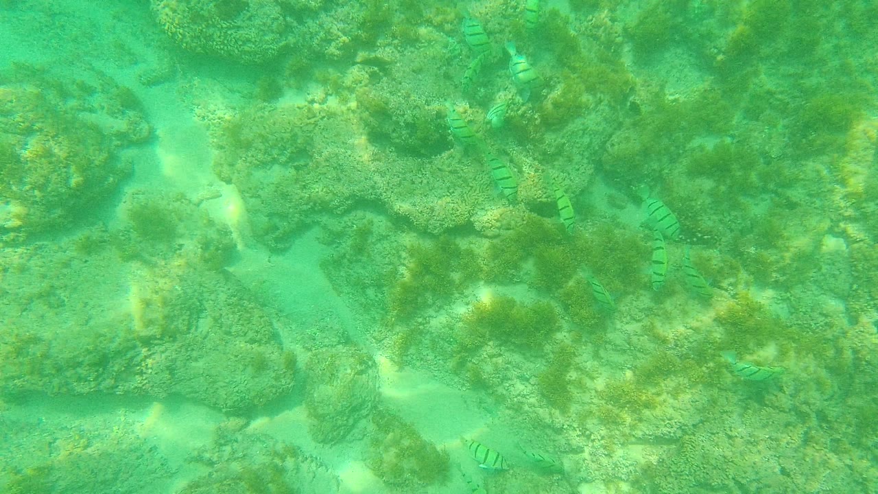 At 0:02 in Palmilla Los Cabos, small striped fish are visible near clustered rocks and sandy breaks under soft green underwater light, with no visible people.