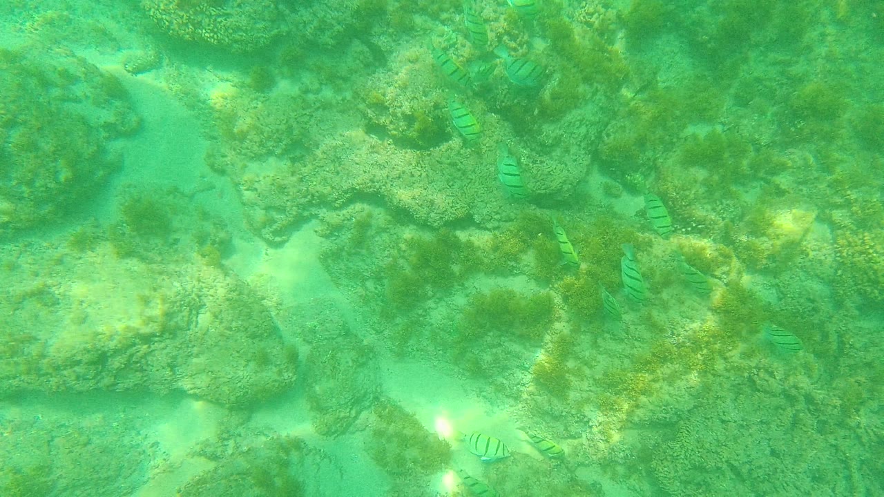 At 0:03 in Palmilla Los Cabos, a striped fish is clearer near the lower-left area as rocks, sand pockets, and green water fill the frame, with no visible people.