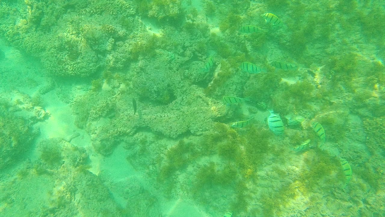 Striped fish over green underwater coral and rocks