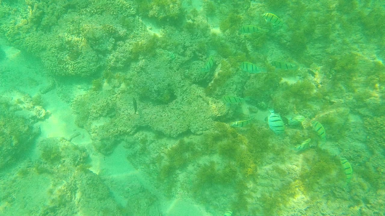Small striped fish appear in different positions across the coral and rock bottom in Palmilla Los Cabos, with no visible people.