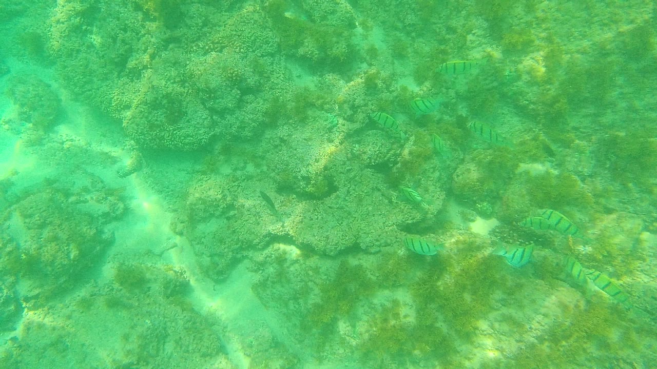 A green underwater view shows striped fish near rounded coral heads and sandy gaps in Palmilla Los Cabos, with no visible people.