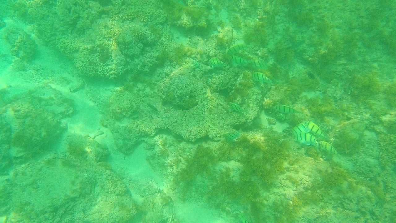 Striped tropical fish pass above shallow coral and rock formations in clear green water at Palmilla Los Cabos, with no visible people.