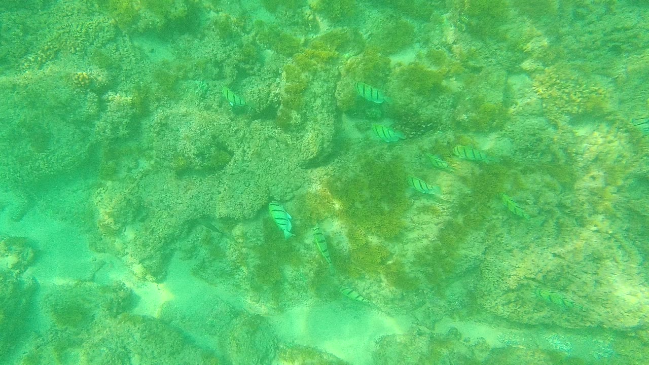 Opening underwater frame from Palmilla Los Cabos showing striped fish above rocks, pale sand pockets, and turquoise-green water with no visible people.