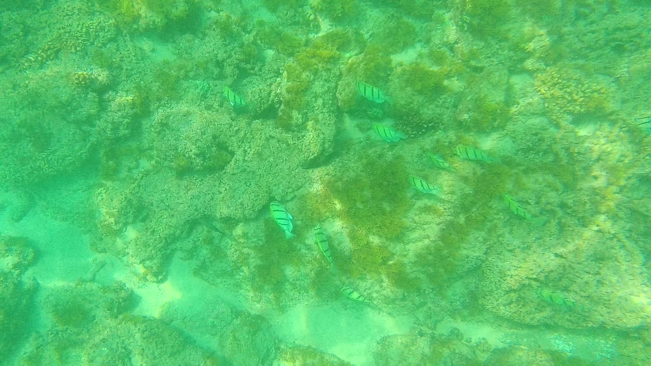 Palmilla Los Cabos underwater view with several striped fish near midframe rocks, sandy gaps, green water, and no visible people.