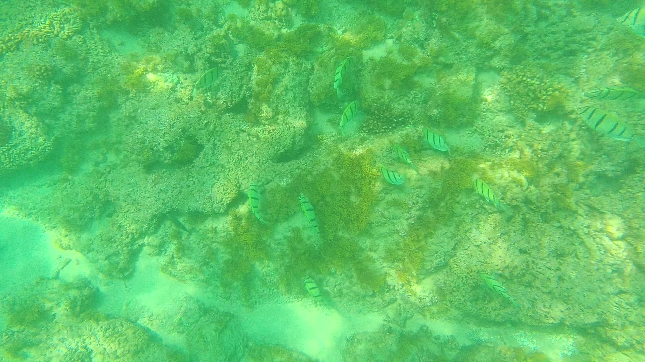 A later Palmilla Los Cabos frame shows striped fish crossing over uneven rocks and pale seabed channels, with no visible people.