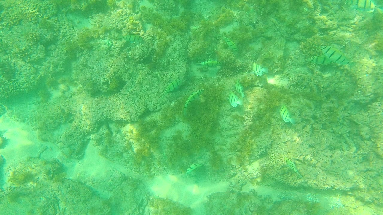Palmilla Los Cabos underwater frame with striped fish near the upper and lower rock clusters, green-blue water, sand pockets, and no visible people.