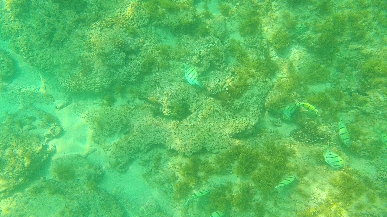Underwater reef with small striped fish in green water