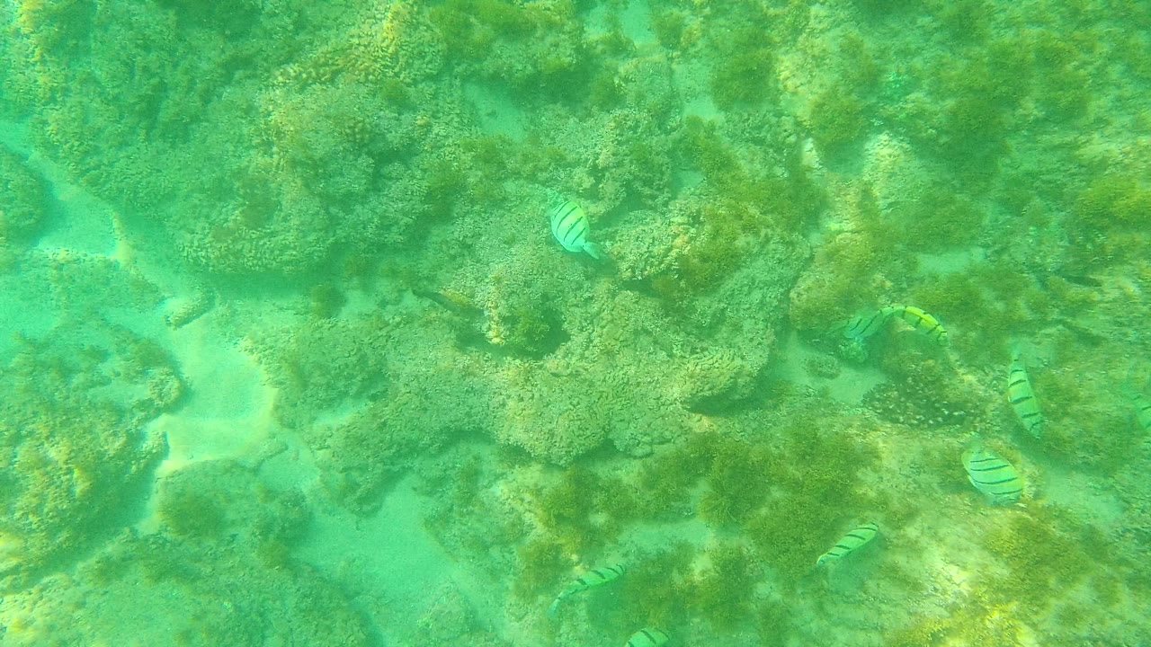 Small striped fish pass over coral-like rocks and pale sand channels in Palmilla Los Cabos, Mexico, with no visible people.