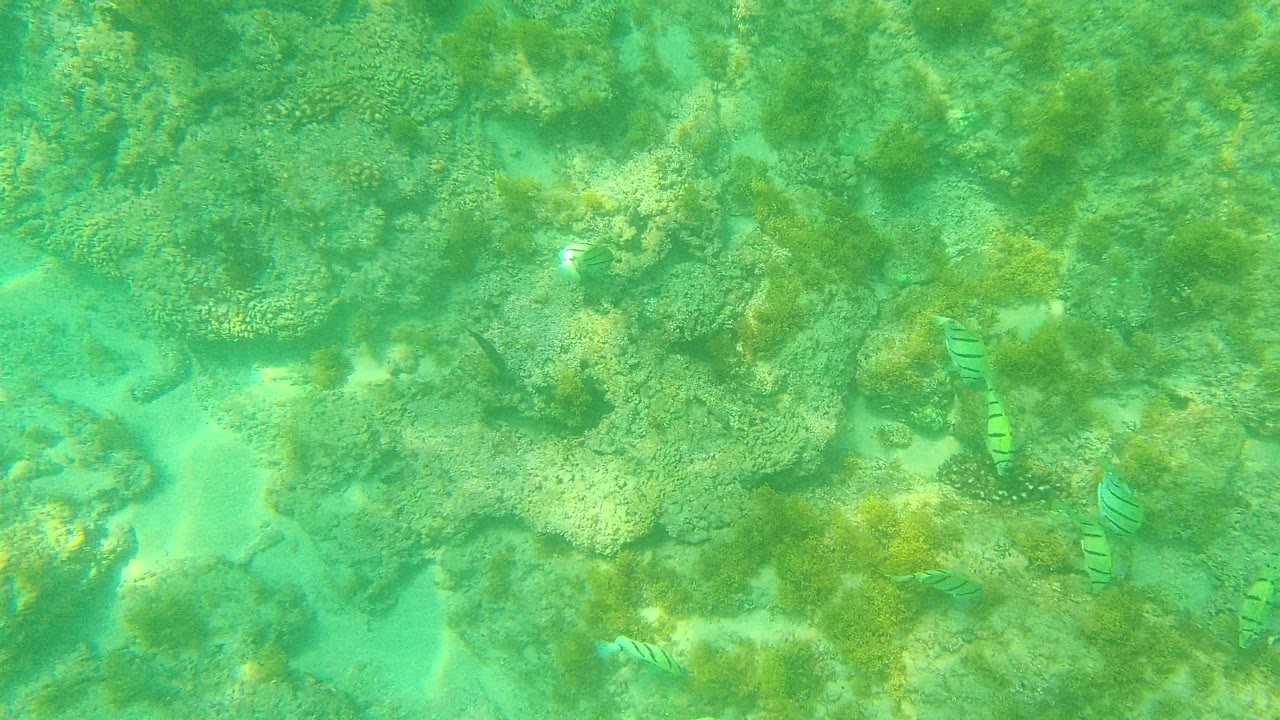 A rocky reef bed fills the frame in Palmilla Los Cabos, Mexico, with striped fish visible near the right side and no visible people.
