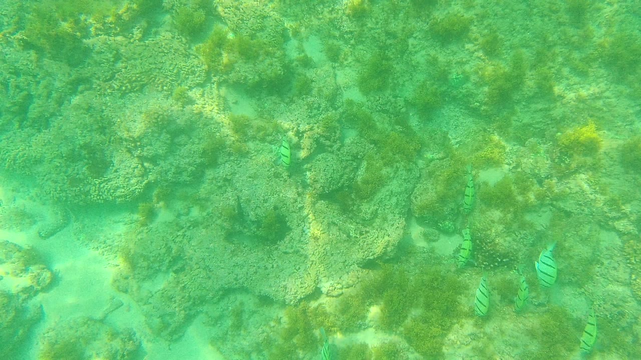 Green-tinted water covers an uneven reef in Palmilla Los Cabos, Mexico, where small striped fish move among rocks and no people are visible.