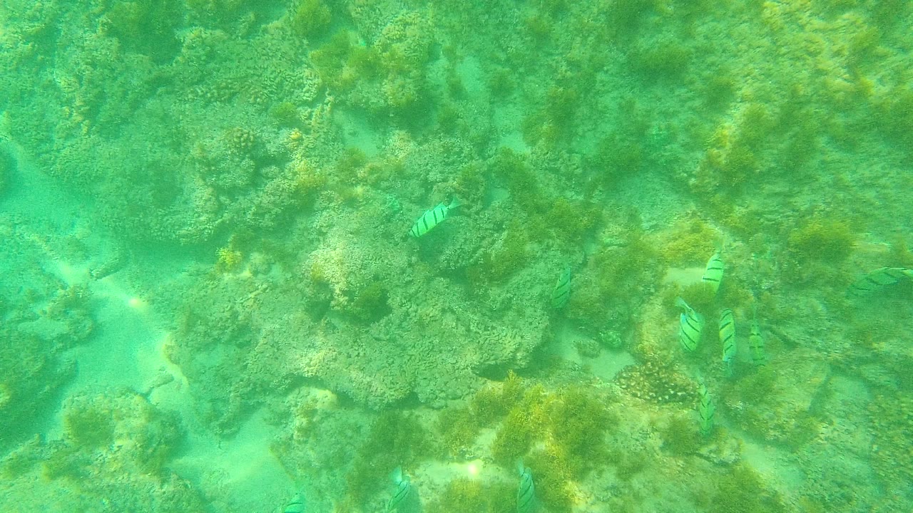 Striped fish over coral and sandy reef in green-turquoise water