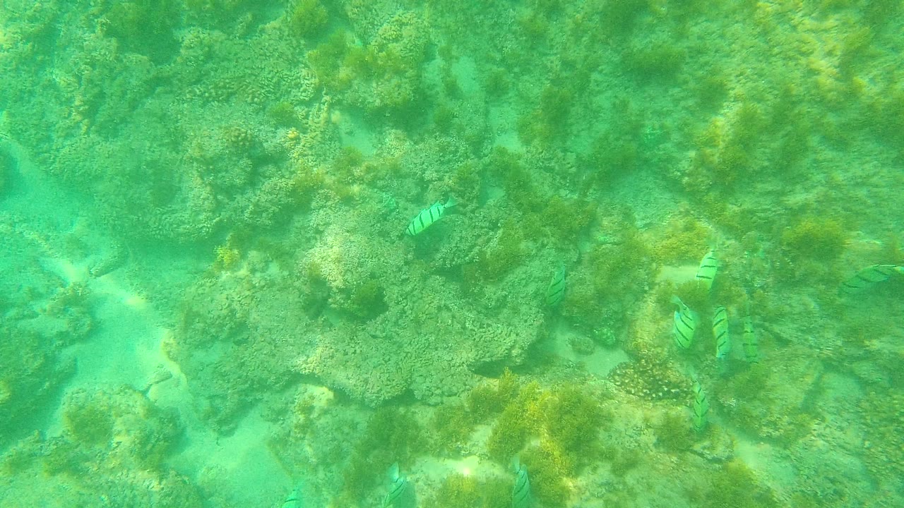 Small striped fish appear among reef rocks and green marine plants in clear shallow water at Palmilla Los Cabos, Baja California Sur, with no visible people.