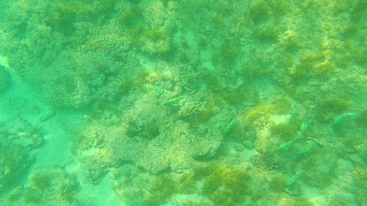 A striped fish is visible near the center-left reef patches, surrounded by coral, sand channels, and seaweed in Palmilla Los Cabos, with no visible people.