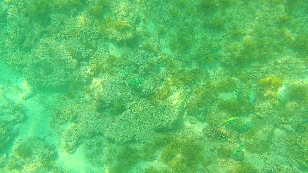 The underwater view shows striped fish near the edges of rocky coral formations and green seaweed in Palmilla Los Cabos, Baja California Sur, with no visible people.