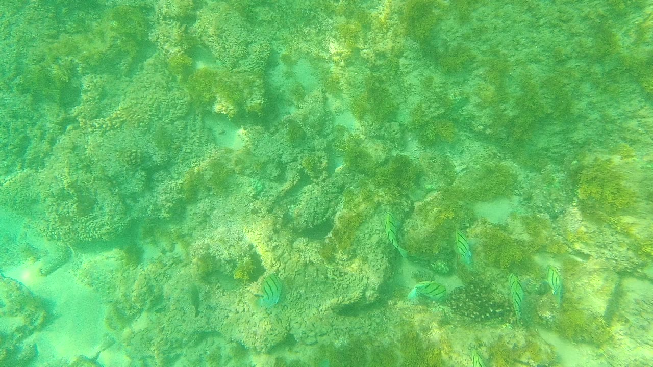Small striped fish swim above textured coral and rocks in clear green water at Palmilla Los Cabos, Mexico, with no visible people.