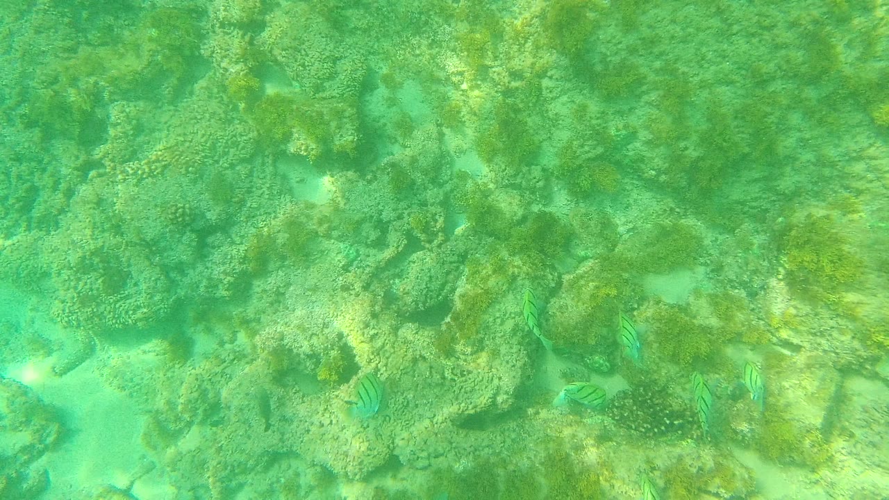 Striped fish near pale coral and sand pockets