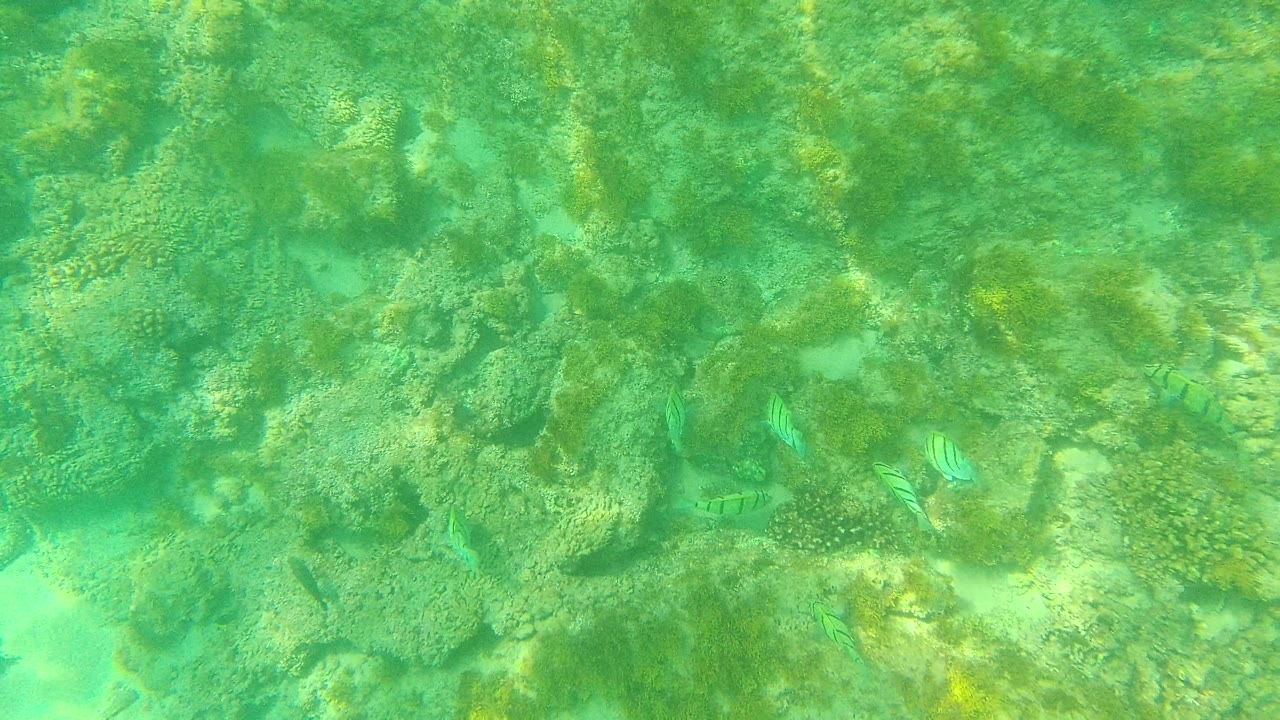 A broad underwater view shows mottled coral, rocks, and several small striped fish in green water at Palmilla Los Cabos, Mexico, with no visible people.