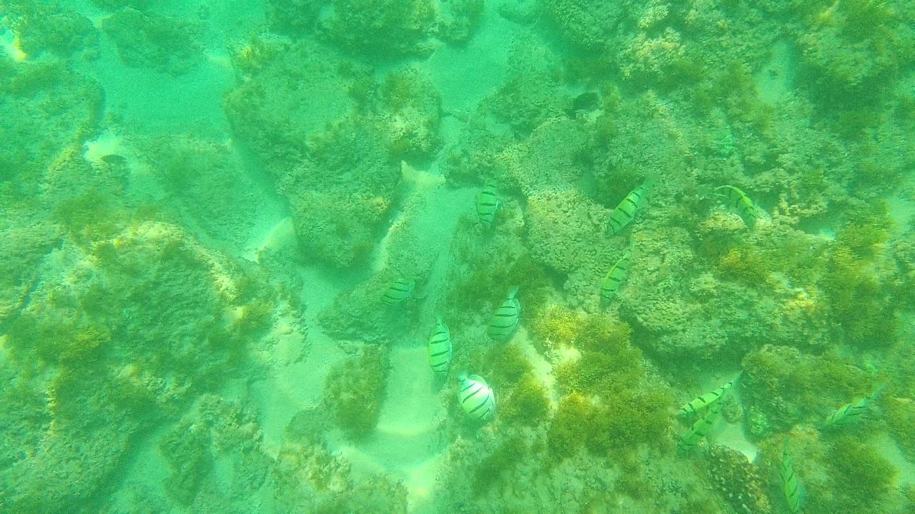 At 0:00, small striped fish swim above coral rocks and sandy pockets in clear green-blue water at Palmilla Los Cabos, Mexico, with no visible people.
