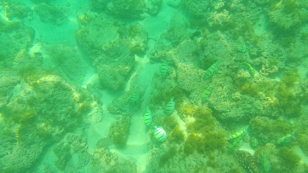 Coral reef rocks with small fish crossing sandy openings