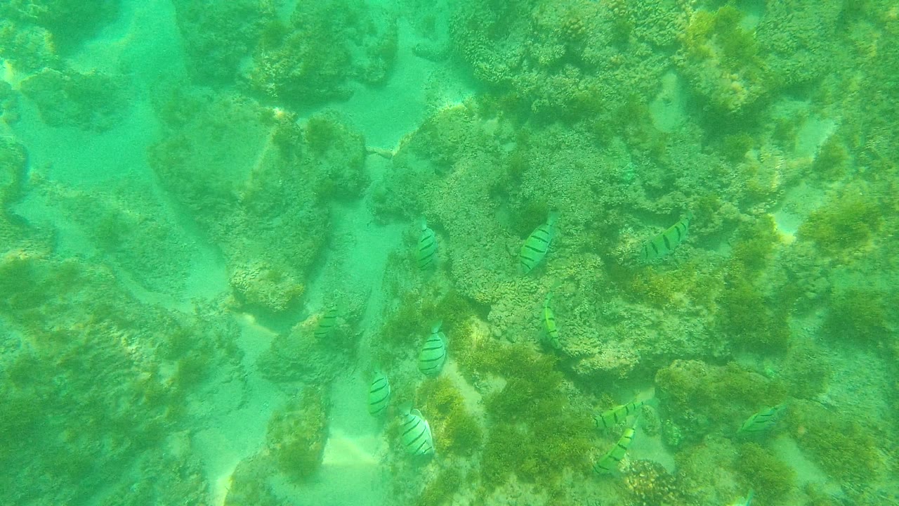 At 0:02, green underwater light covers algae-tinted coral rocks while striped fish appear around the midframe reef at Palmilla Los Cabos, Mexico, with no visible people.