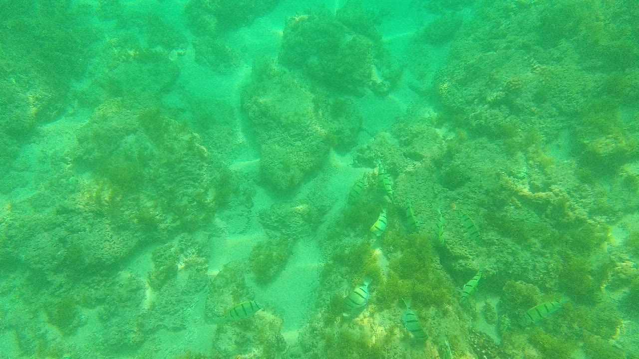 Opening underwater view in Palmilla Los Cabos, Mexico, with striped fish scattered over rocks and pale sand patches in clear turquoise water, no visible people.