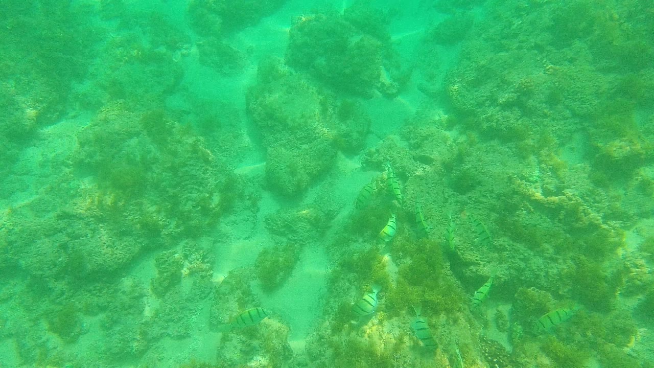 Palmilla Los Cabos underwater frame with several striped fish near the lower rocks, green-blue water, and mottled seabed texture, no visible people.
