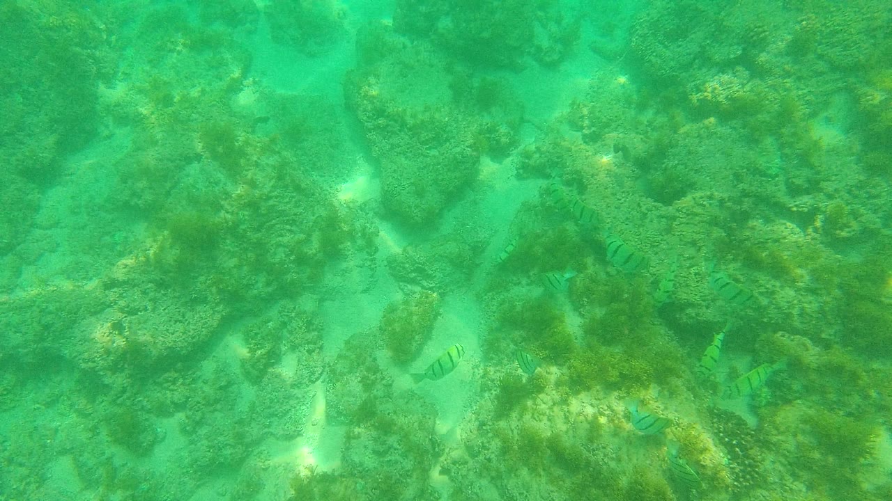 Downward underwater view in Palmilla Los Cabos, Mexico, showing a rocky ocean floor with striped fish spaced between algae-covered stones, no visible people.