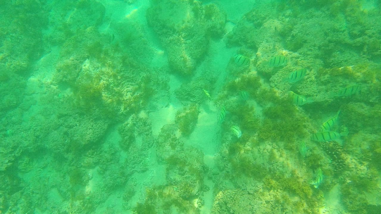 Striped fish near rocks on a shallow underwater seabed.