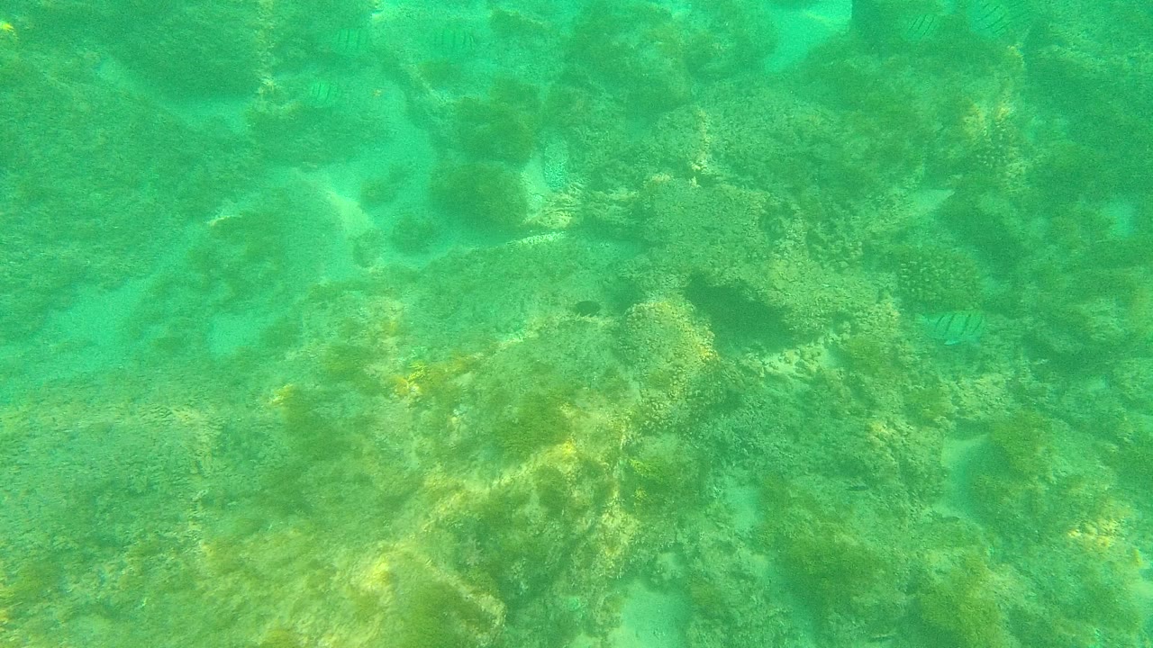 Opening frame of the Palmilla Los Cabos underwater seabed, with algae-covered rocks, pale sand gaps, filtered sunlight, and no visible people.