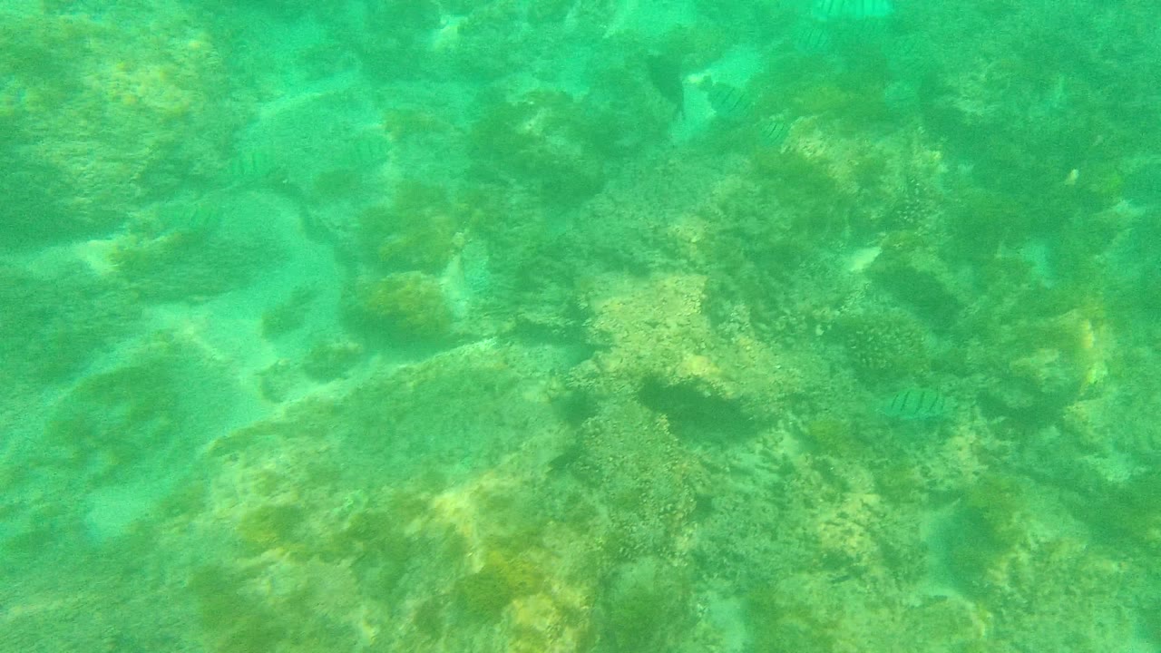 Underwater view in Palmilla Los Cabos with uneven rocks, algae, bright sand breaks, small striped fish near the lower frame, and no visible people.